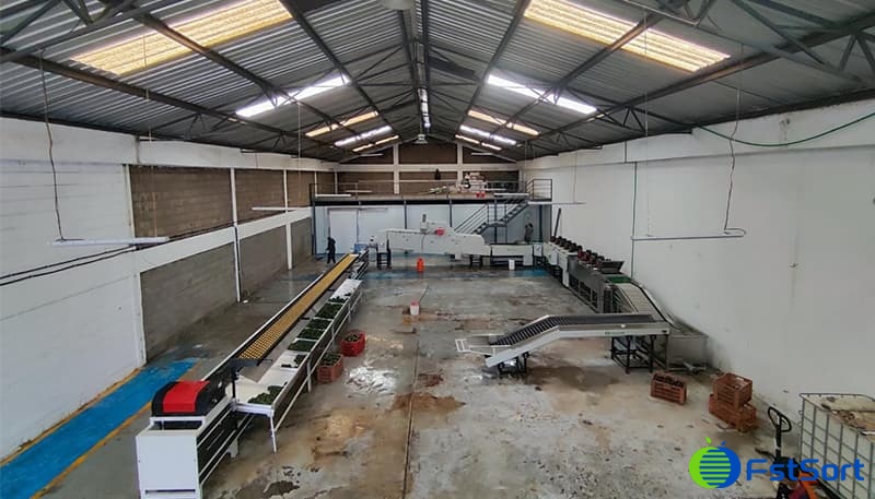 images/1714464156134Línea de clasificación de aguacates de Kenia1.jpg